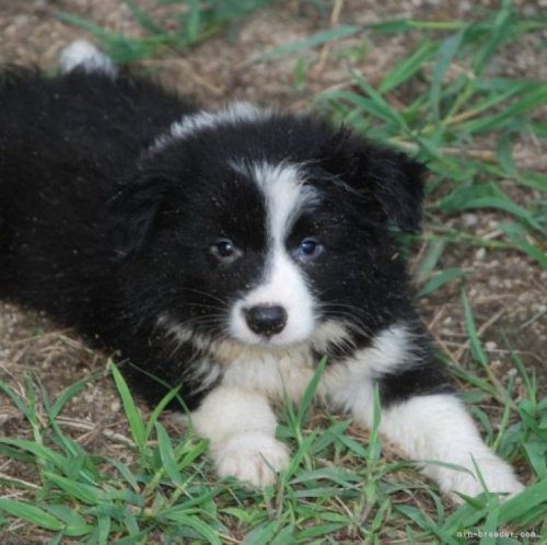ボーダーコリーの子犬（ID:1253011080）の1枚目の写真/更新日:2023-09-19