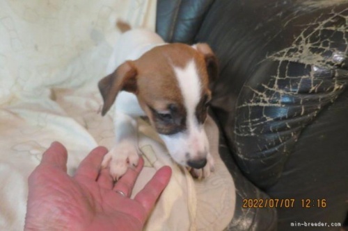 ジャックラッセルテリアの子犬（ID:1253411065）の3枚目の写真/更新日:2022-07-23