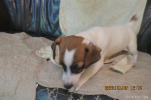 ジャックラッセルテリアの子犬（ID:1253411065）の4枚目の写真/更新日:2022-07-23