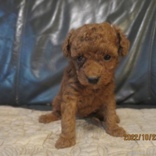 トイプードルの子犬（ID:1253411123）の1枚目の写真/更新日:2022-10-29
