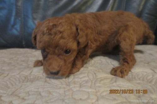 トイプードルの子犬（ID:1253411123）の4枚目の写真/更新日:2022-10-29