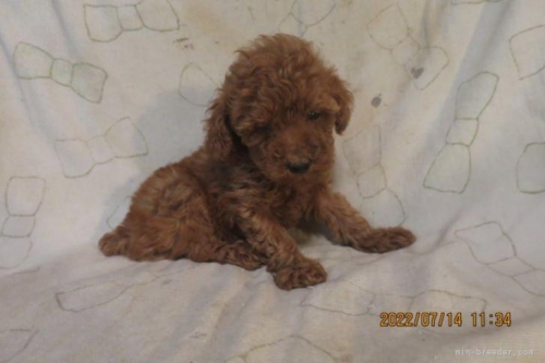 トイプードルの子犬（ID:1253411125）の2枚目の写真/更新日:2022-07-23