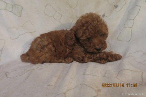 トイプードルの子犬（ID:1253411125）の4枚目の写真/更新日:2022-07-23