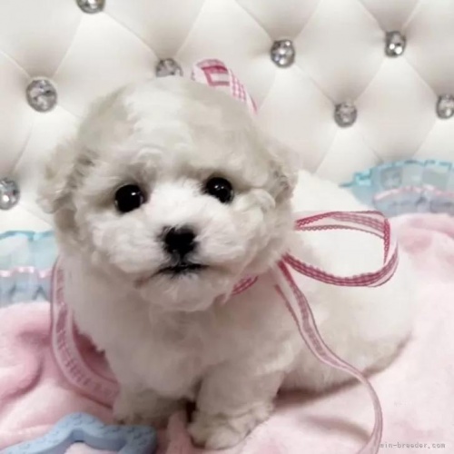 �r�V�����t���[�[�̎q���iID:1253511081�j��1���ڂ̎ʐ^/�X�V��:2026-01-18