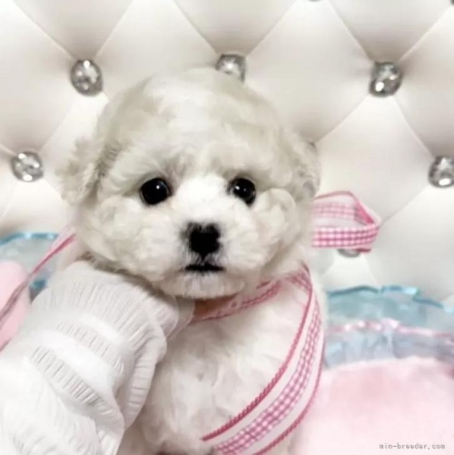 �r�V�����t���[�[�̎q���iID:1253511081�j��2���ڂ̎ʐ^/�X�V��:2026-01-18