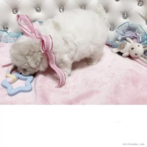 �r�V�����t���[�[�̎q���iID:1253511081�j��4���ڂ̎ʐ^/�X�V��:2026-01-18