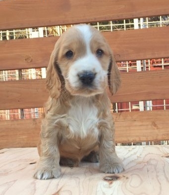 イングリッシュコッカースパニエルの子犬（ID:1253811212）の1枚目の写真/更新日:2018-03-16