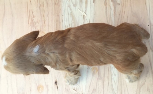 イングリッシュコッカースパニエルの子犬（ID:1253811212）の3枚目の写真/更新日:2018-03-16