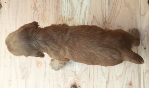 イングリッシュコッカースパニエルの子犬（ID:1253811213）の2枚目の写真/更新日:2018-03-16