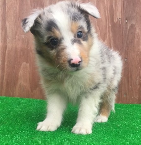 シェットランドシープドッグの子犬（ID:1253811220）の1枚目の写真/更新日:2018-03-27