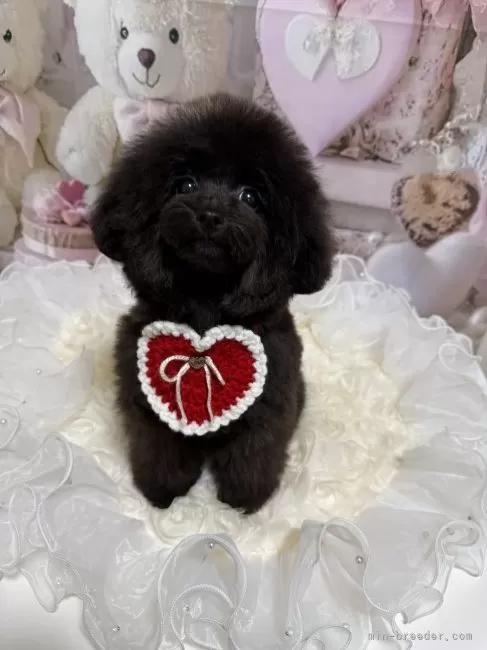 �g�C�v�[�h���̎q���iID:1254711008�j��4���ڂ̎ʐ^/�X�V��:2026-03-30