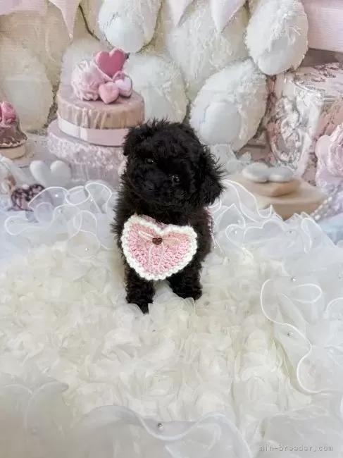 �g�C�v�[�h���̎q���iID:1254711025�j��5���ڂ̎ʐ^/�X�V��:2026-03-30