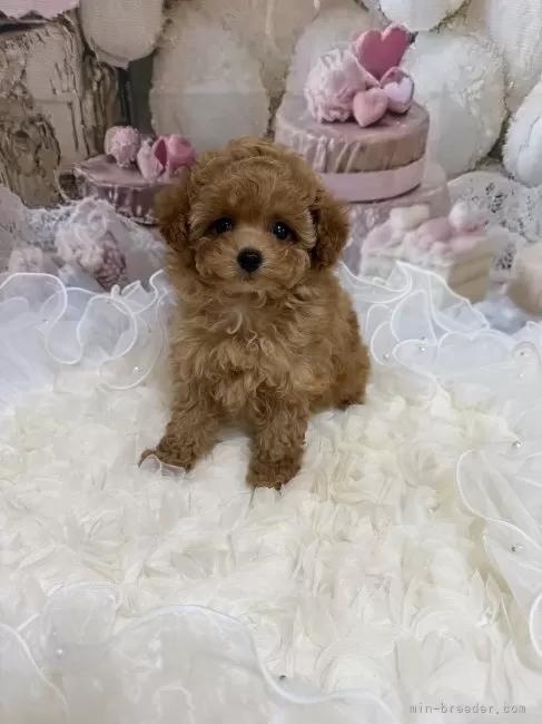 �g�C�v�[�h���̎q���iID:1254711037�j��5���ڂ̎ʐ^/�X�V��:2026-03-30