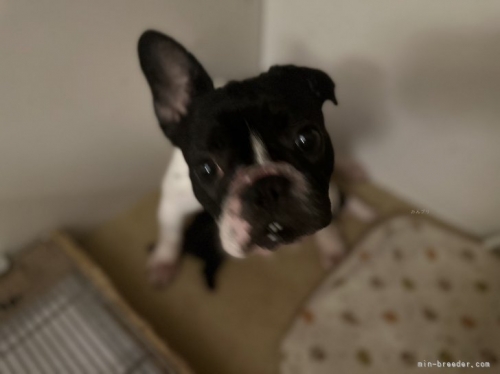 ボストンテリアの子犬（ID:1254911124）の4枚目の写真/更新日:2022-07-13