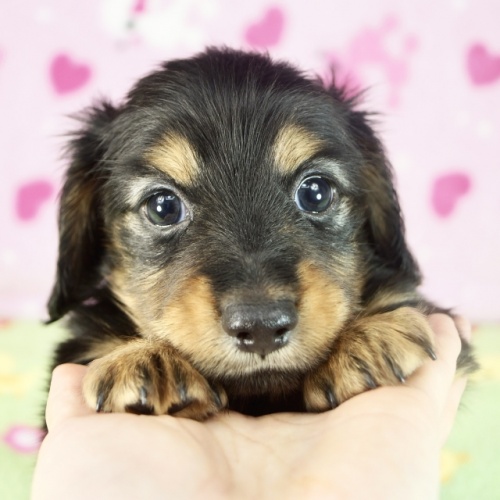 ミニチュアダックスフンド（ロング）の子犬（ID:1255011356）の1枚目の写真/更新日:2022-05-20