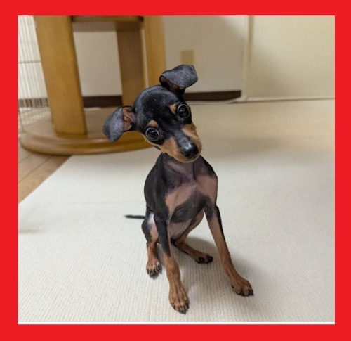 ~j`AsV[̎qiID:1255111095j1ڂ̎ʐ^/XV:2025-11-30