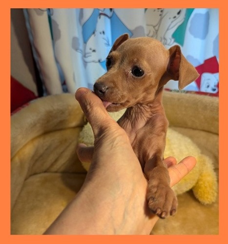 �~�j�`���A�s���V���[�̎q���iID:1255111096�j��2���ڂ̎ʐ^/�X�V��:2026-05-12