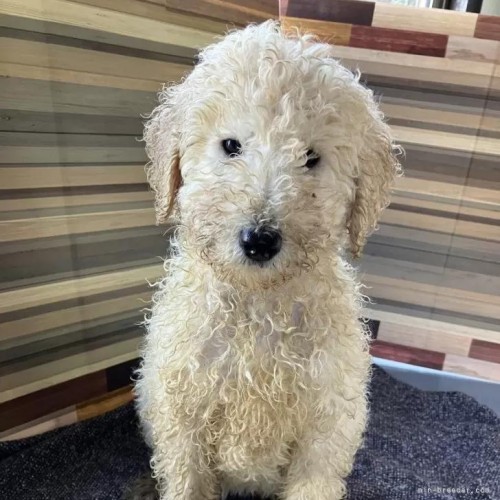 �X�^���_�[�h�v�[�h���̎q���iID:1255211078�j��1���ڂ̎ʐ^/�X�V��:2026-01-16