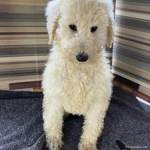 �X�^���_�[�h�v�[�h���̎q���iID:1255211079�j��1���ڂ̎ʐ^/�X�V��:2026-01-16