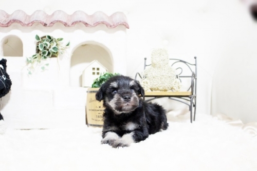 ミニチュアシュナウザーの子犬（ID:1255411050）の1枚目の写真/更新日:2022-06-13