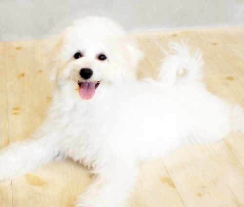 ビションフリーゼの子犬（ID:1255411086）の2枚目の写真/更新日:2023-01-15