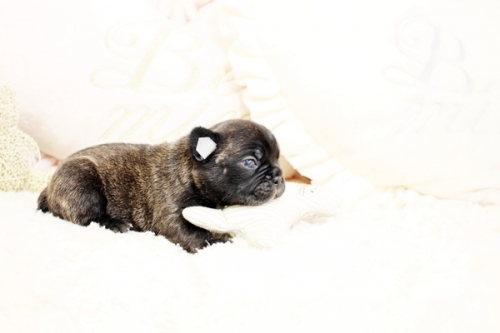 フレンチブルドッグの子犬（ID:1255411091）の4枚目の写真/更新日:2022-03-29