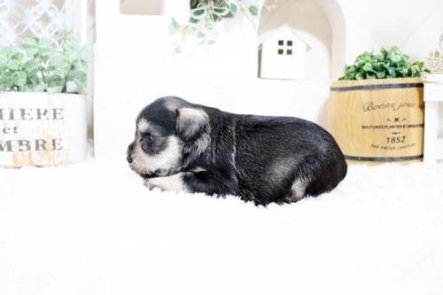 ミニチュアシュナウザーの子犬（ID:1255411337）の3枚目の写真/更新日:2021-10-05