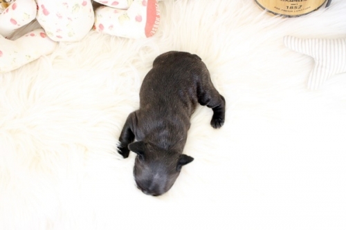 フレンチブルドッグの子犬（ID:1255411434）の5枚目の写真/更新日:2022-09-25