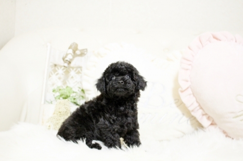 トイプードルの子犬（ID:1255411532）の3枚目の写真/更新日:2022-12-18