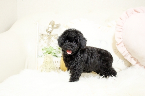 トイプードルの子犬（ID:1255411532）の4枚目の写真/更新日:2022-12-18