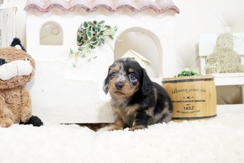 ミニチュアダックスフンド（ロング）の子犬（ID:1255411591）の3枚目の写真/更新日:2022-04-27
