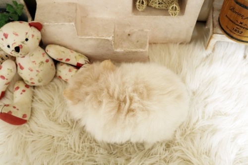 �|�����j�A���̎q���iID:1255411789�j��4���ڂ̎ʐ^/�X�V��:2026-01-17