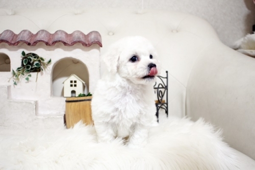 ビションフリーゼの子犬（ID:1255411851）の4枚目の写真/更新日:2022-06-22