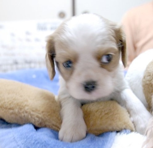 キャバリアの子犬(ID:1255511105)の1枚目の写真/更新日:2015-12-28