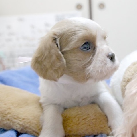 キャバリアの子犬(ID:1255511105)の2枚目の写真/更新日:2015-12-28