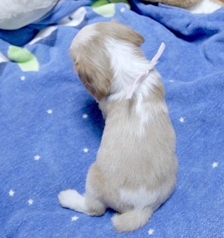 キャバリアの子犬(ID:1255511105)の3枚目の写真/更新日:2015-12-28