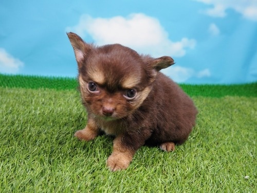 チワワ（ロング）の子犬（ID:1255511410）の1枚目の写真/更新日:2022-09-22