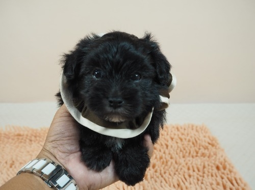 トイプードルの子犬(ID:1255511486)の1枚目の写真/更新日:2021-11-25