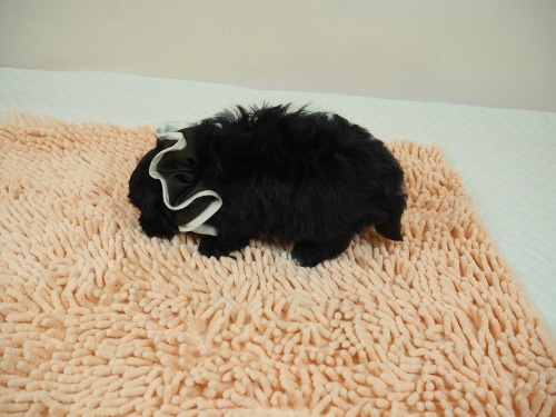 トイプードルの子犬(ID:1255511486)の3枚目の写真/更新日:2021-11-25