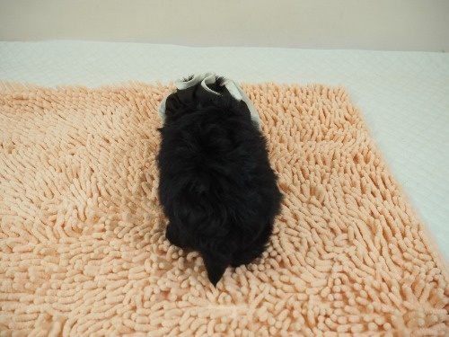 トイプードルの子犬(ID:1255511486)の4枚目の写真/更新日:2021-11-25