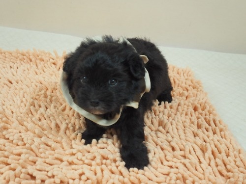 トイプードルの子犬(ID:1255511486)の5枚目の写真/更新日:2021-11-25