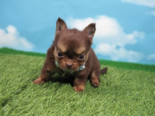 チワワ（ロング）の子犬（ID:1255511494）の1枚目の写真/更新日:2022-12-30