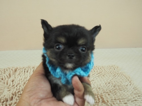 チワワ（ロング）の子犬（ID:1255511511）の5枚目の写真/更新日:2022-09-22