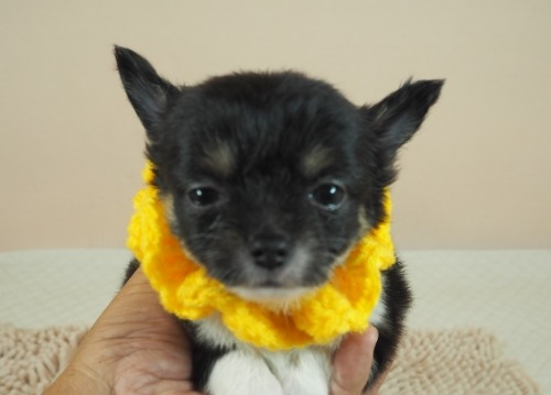 チワワ（ロング）の子犬（ID:1255511524）の1枚目の写真/更新日:2022-09-22