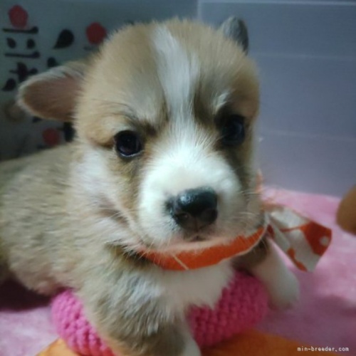 ウェルシュ・コーギー・ペンブロークの子犬（ID:1255611049）の1枚目の写真/更新日:2023-01-05
