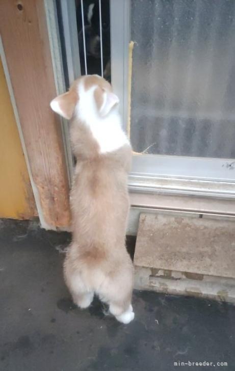 ウェルシュ・コーギー・ペンブロークの子犬（ID:1255611081）の2枚目の写真/更新日:2022-09-14