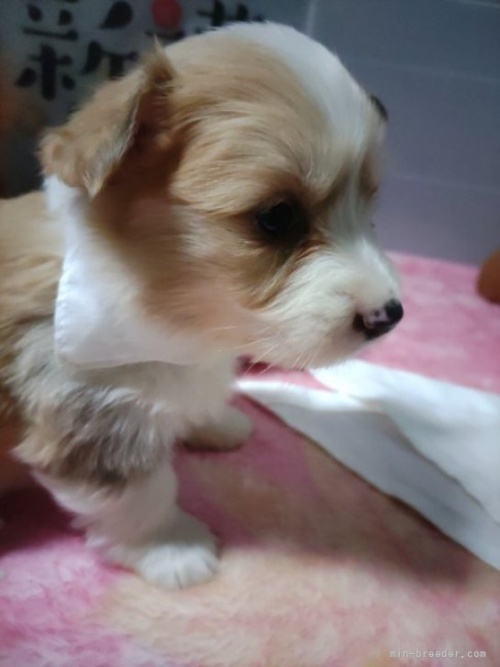 ウェルシュ・コーギー・ペンブロークの子犬（ID:1255611092）の4枚目の写真/更新日:2023-01-05