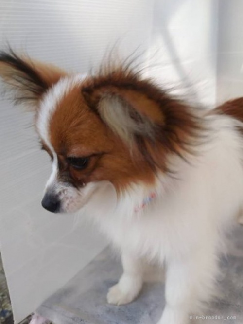 パピヨンの子犬（ID:1255611101）の2枚目の写真/更新日:2022-09-14
