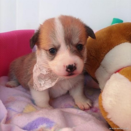 ウェルシュ・コーギー・ペンブロークの子犬（ID:1255611116）の1枚目の写真/更新日:2022-11-22