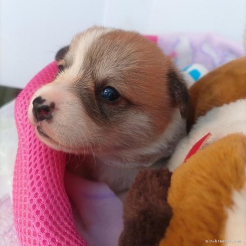 ウェルシュ・コーギー・ペンブロークの子犬（ID:1255611116）の3枚目の写真/更新日:2022-11-22